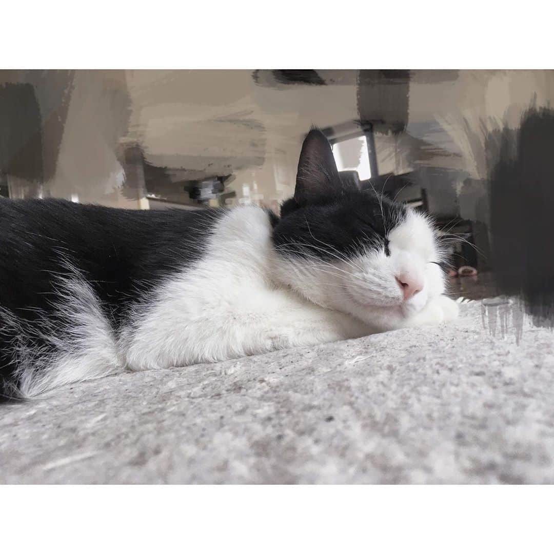 加藤咲希のインスタグラム：「お昼寝してたら勝手に添い寝てた🐈 . . . . . . . . #加藤咲希  #かとぅ  #かとっこ🐱🌸 #かとかめら︎︎︎︎︎☺︎ #ねこ  #ネコ  #猫  #ねこすたぐらむ  #お昼寝  #添い寝  #enjoyhome」