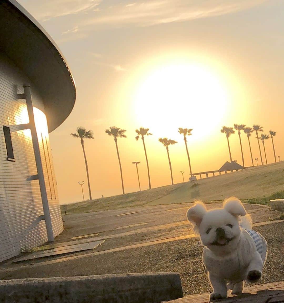こなつのインスタグラム：「いつものお散歩道で Sunsetにーず🌞🌴🐶🌴✨」