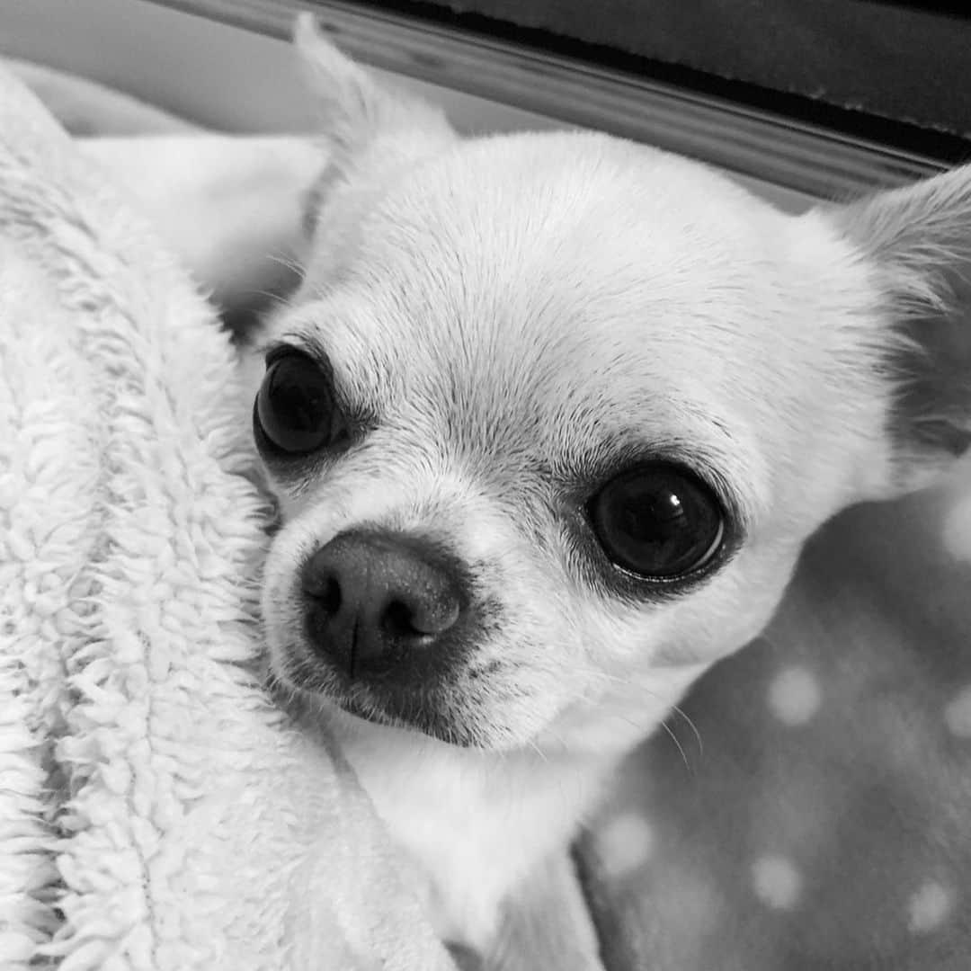 巴田みず希さんのインスタグラム写真 - (巴田みず希Instagram)「白黒でもかわいい小晴くん。 ・ 膝の上でお昼寝してるとこ。 ・ ・ ・ #愛犬との暮らし #チワワのいる暮らし #チワワクリーム #スムチーファン #chihuahua #chihuahuagram #dogstagram #この子なしでは生きていけない #いつも一緒💓 #コロナに負けるな #外出自粛中の過ごし方 #blackandwhite #白黒写真」5月13日 8時38分 - mizukitomoda