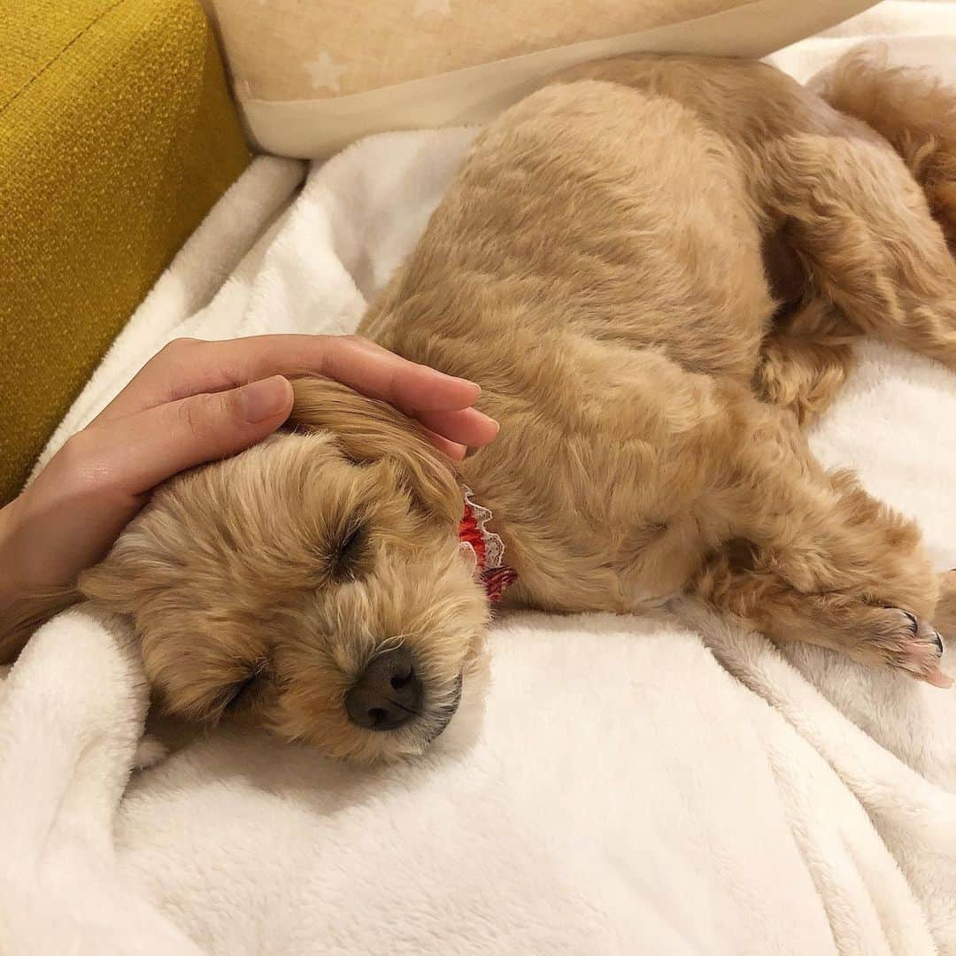 加藤美祐さんのインスタグラム写真 - (加藤美祐Instagram)「愛犬の日🐶🐾 #いぬすたぐらむ #いぬのいる暮らし #いぬのきもち #family #dogstagram  #instadog #dogstagram #doglovers  #dogstagram  #mixdog」5月13日 8時47分 - muwkato