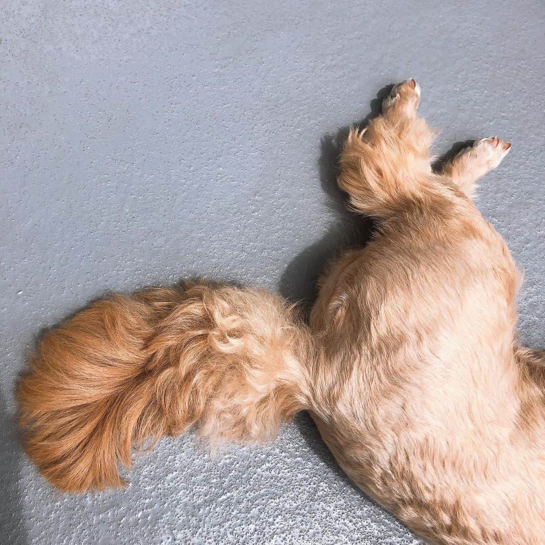 加藤美祐さんのインスタグラム写真 - (加藤美祐Instagram)「愛犬の日🐶🐾 #いぬすたぐらむ #いぬのいる暮らし #いぬのきもち #family #dogstagram  #instadog #dogstagram #doglovers  #dogstagram  #mixdog」5月13日 8時47分 - muwkato
