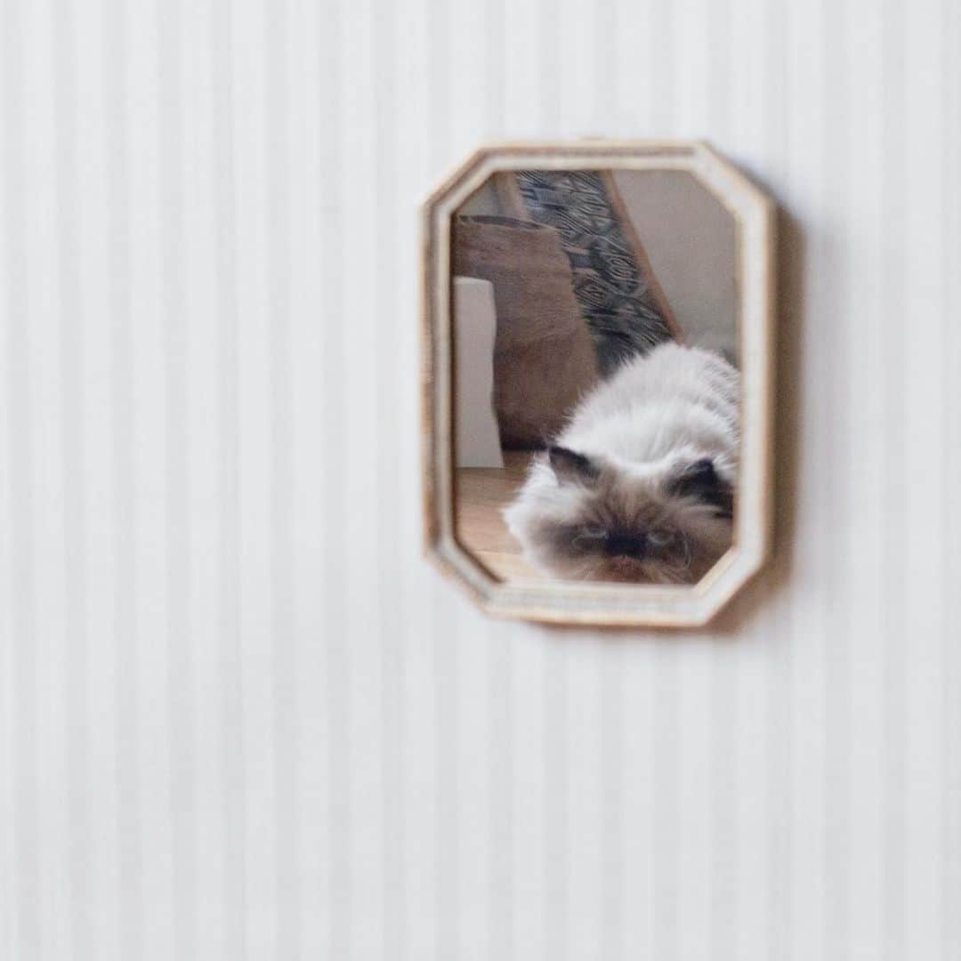 清水桜子さんのインスタグラム写真 - (清水桜子Instagram)「『フェルトと刺繍のいろんな猫』﻿ #アウトテイクカットをご紹介﻿ ﻿ 私が撮影したページの中で一番苦労したのが、﻿ この「鏡よ鏡よ鏡さん」カット。﻿ 理想のモデルは、我が家で一番美人な ﻿ @kote 家のうーちゃんだったのですが…﻿ 実際はどの子が採用になったでしょう？﻿ 正解は本をチェックしてみてね。 ﻿ アウトテイクカットが有り余っているので﻿ このシリーズまだまだ続けます〜！ ﻿ — info —————————————————﻿ 『フェルトと刺繍のいろんな猫』﻿ @ahoyembroidery （著）／講談社﻿ ※Amazon品切れ中ですが、楽天などの書店には在庫あります！﻿ （ @ahoyembroidery プロフィールにリンクあります）﻿ ————————————————————﻿ ﻿ #ahoyembroidery #アホイエンブロイダリー﻿ #刺繍 #フェルト刺繍 #刺繍本 #講談社 #cat ﻿ #catembroidery #handembroidery #embroidery ﻿ #embroider #embroidered #handmade﻿ #handstitch #猫刺繍 #newbook  #stayhome ﻿ #stayathome #おうちじかんを楽しもう #フェルトと刺繍のいろんな猫」5月13日 9時04分 - sakuracos
