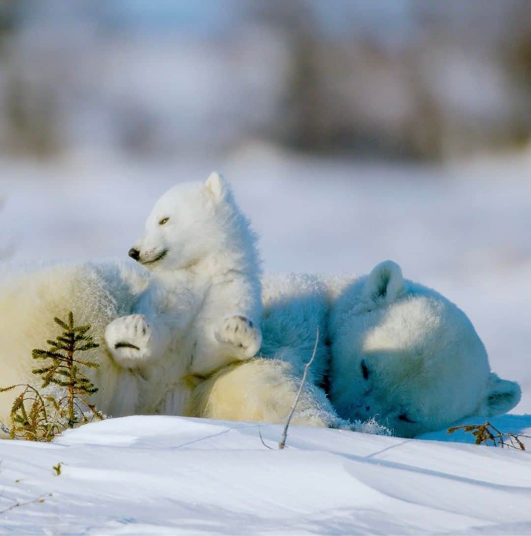 National Geographic Travelさんのインスタグラム写真 - (National Geographic TravelInstagram)「Photo by @bertiegregory | A three-month-old polar bear cub stretches at sunset while tucked into its mother in Manitoba, Canada. Having just come out of the den, cubs at this age don’t have the body fat or thick enough fur to stay warm by themselves in these freezing early spring conditions. With temperatures regularly dropping below minus 40°F (-40°C), using their mother’s body heat is critical to their survival.  Follow @bertiegregory for more wildlife adventures. #polar #arctic #bear #cub #cute」5月13日 9時05分 - natgeotravel