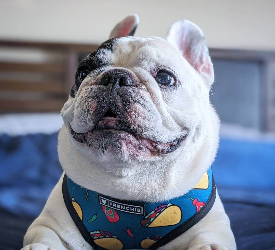 Manny The Frenchieのインスタグラム：「You know what day it is?! 🤤🌮 #tacoTuesday」