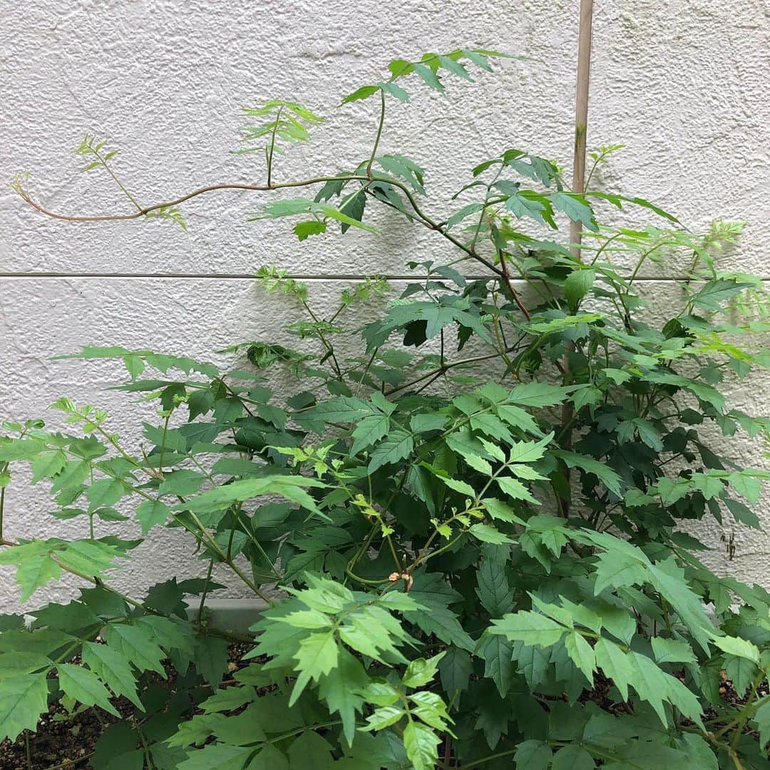 雨月衣さんのインスタグラム写真 - (雨月衣Instagram)「①色づき始めたベランダの🍓。 ②どこからかやってきて根付いた謎の植物。これは何だろう？」5月13日 9時35分 - ugetsukoromo