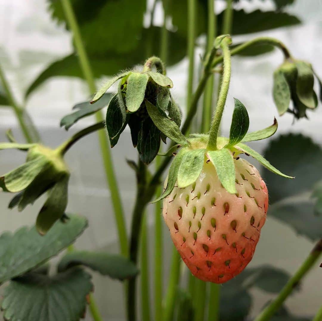 雨月衣のインスタグラム：「①色づき始めたベランダの🍓。 ②どこからかやってきて根付いた謎の植物。これは何だろう？」