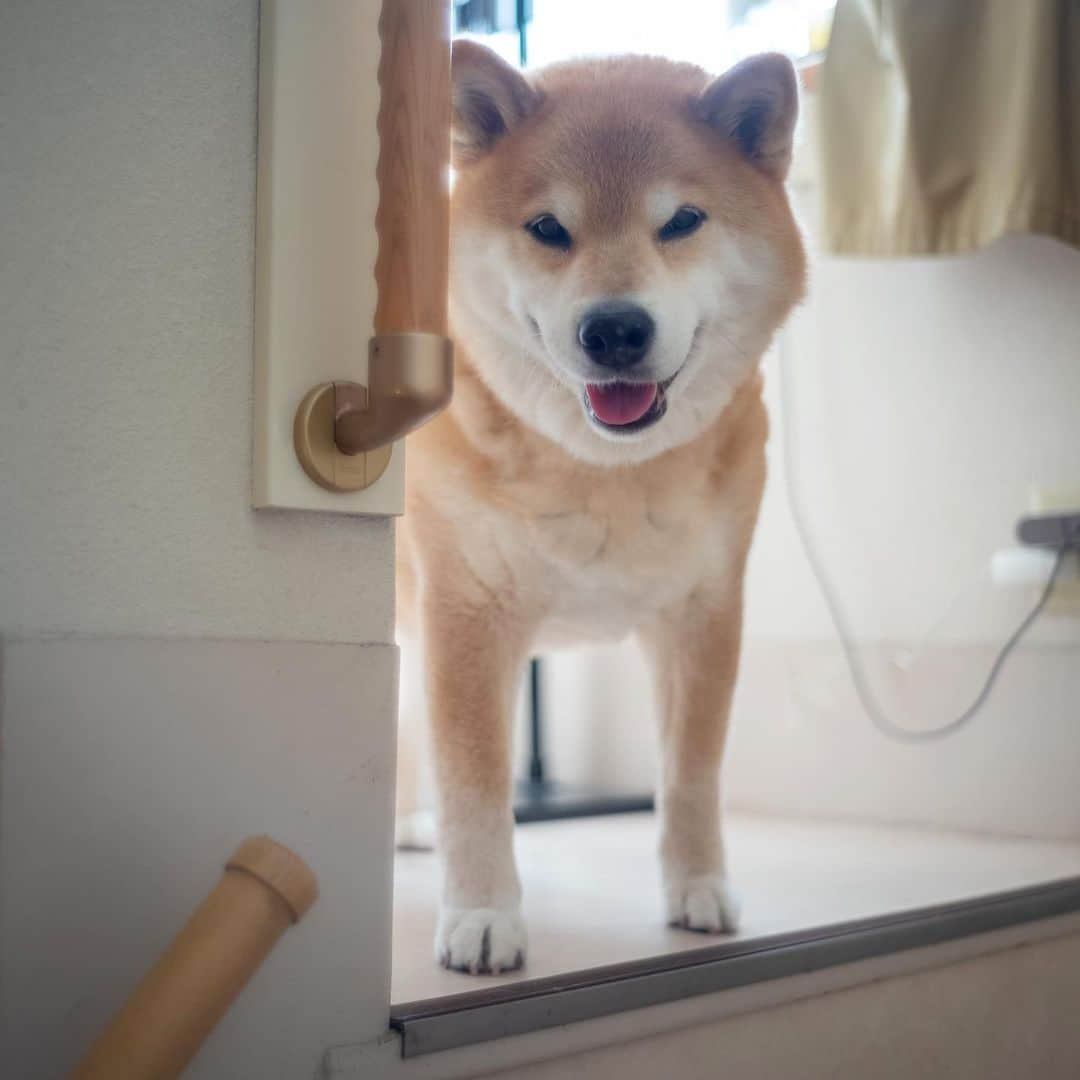 まる（まるたろう）さんのインスタグラム写真 - (まる（まるたろう）Instagram)「Good morning!✨🐶🙄✨パパが起こしてくれないからっ！ #お寝坊しちゃった #やっべーぞ #ご飯抜きかも #ママ怒ってるかな🙄 #パパが悪いんだよね #全面的に #全部パパのせい」5月13日 9時29分 - marutaro