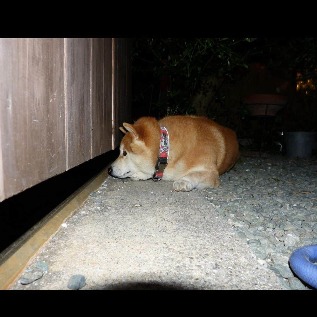 柴犬 たろさんのインスタグラム写真 - (柴犬 たろInstagram)「🐻 コロナに立ち向かう、タロちゃん🐖💕 | ᴥ•́ )ｼﾞｰｼﾞｰ |ω・)ﾐﾃﾏｽﾖ  近づきすぎて何も見えなくなったタロちゃん❤️ やーめた🐷 ‧✧̣̇‧ #柴犬 #shibainu #japanesedog」5月13日 9時44分 - tarochantarochan