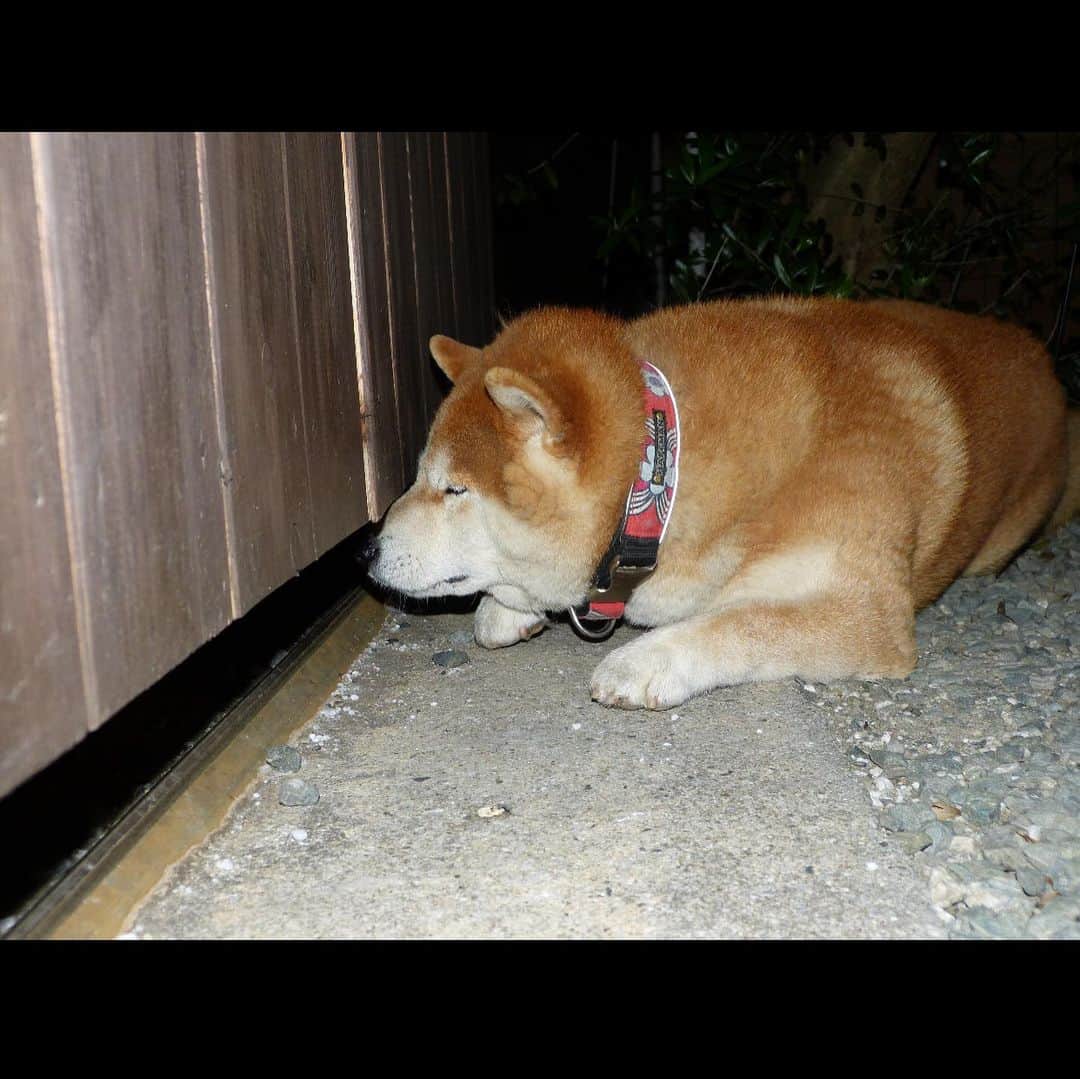柴犬 たろさんのインスタグラム写真 - (柴犬 たろInstagram)「🐻 コロナに立ち向かう、タロちゃん🐖💕 | ᴥ•́ )ｼﾞｰｼﾞｰ |ω・)ﾐﾃﾏｽﾖ  近づきすぎて何も見えなくなったタロちゃん❤️ やーめた🐷 ‧✧̣̇‧ #柴犬 #shibainu #japanesedog」5月13日 9時44分 - tarochantarochan