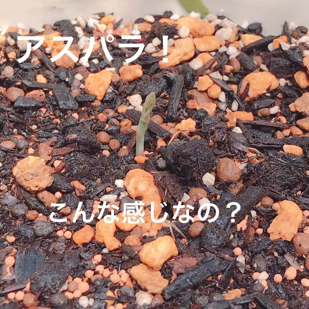 益子直美さんのインスタグラム写真 - (益子直美Instagram)「4月5日に植えたアスパラが、、、 出てきてた！  初めて植えたから、こんなふうに出てきて衝撃！ これがどんどん成長していくの？  ホームセンターで根っこが売っていて、それを植えてみました。  見守っていこうと思います。  #アスパラ  #gardening  #garden  #庭  #家庭菜園  #stayhome」5月13日 9時36分 - naomi.masuko
