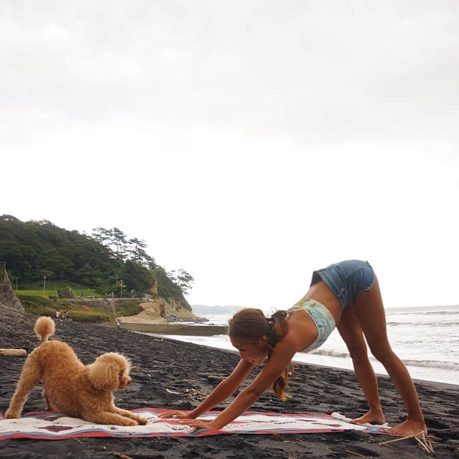 ETSUKOさんのインスタグラム写真 - (ETSUKOInstagram)「yogaを一緒に学んだヨガ仲間の @blueclue_f さん今はオランダ🇳🇱 からの  #アーサナバトン受け取りました  ララと2人でダウンドッグ🐩 このpic。。。実は。。。。 私がyogaしてたら 私もやる〜的な感じで 勝手に真似してダウンドッグをやりだしたララ、本当可愛かったなぁ🥰❤️❤️ サンスクリット語ではアドムカシュヴァナー・アーサナ 下を向いた犬のポーズ🐶 肩から腰ハムストリングが気持ちよく伸びて大好きなアーサナ❤️ お腹の力を抜かすお尻をツンッと真上にららたんみたいに突き出してね😉 そして早くbeach yogaしたい😚  #アーサナバトン 私がバトンを回したい方は 大好きな @tomoko_agy の朋子先生❤️ めーっちゃ頑張ってる方 応援してます🤗  #yoga#yogalife #yogini #downdog #beachyoga #toypoodle#stayhome #dog#dogyoga #beach#sea#ヨガ#ダウンドッグ#デカプー#ララ#おうち時間」5月13日 2時43分 - lalanail_etsu