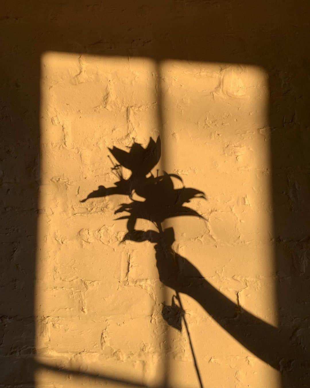 Amelia Zadroのインスタグラム：「I’ve been creating an online course called BODY MAGIC - It’s a guide to 3 of my favourite self-care practices for quietening the mind, coming into the body and cultivating confidence and fulfilment from within. Recently I’ve been using the meditations that I made for the course and finding new love for old practices, They help me interrupt anxious thought patterns,  Find new perspective & receive creative and intuitive insight It really is magic 🌝✨ Send me your email if you’d like to receive an update when it launches next week 🌷」