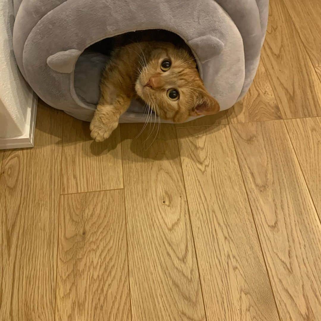 増渕竜義のインスタグラム：「最近のルーさん🐈 #ねこ#ネコ#猫#cat #マンチカン#ルーさん」