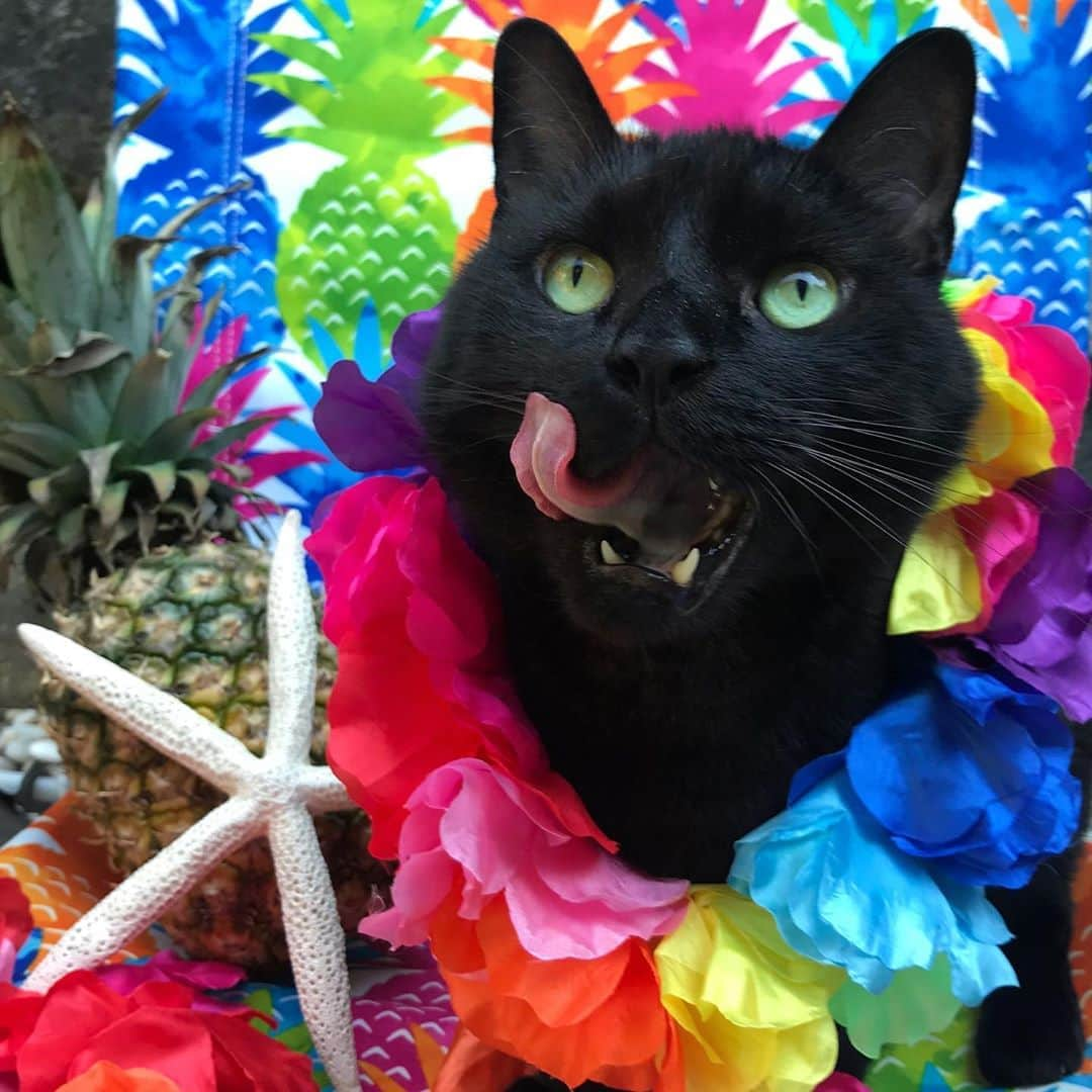 セルジオさんのインスタグラム写真 - (セルジオInstagram)「April showers bring May Taco Tuesday Luaus...?! 🤔 Sure, why not!!! 🌮🍍🍹🌺 . . #tacotuesday #tacotonguetuesday #sweetbean #bean #sweetcat #myfurbaby #catmom #luauparty #catswiththeirtonguesout #hungrycat #hungrykitty #feedme #catsofinsta #catsofig #blackcats #igcats #igkitty #catslife #tongueouttuesday #cattongue #9gagcute #buzzfeedcats #meowed #petco #boop #ellenratemycat #catsofinstagram #catsofnewyork #cutecatsofinstagram #blackcatsofinstagram」5月13日 4時43分 - monkandbean