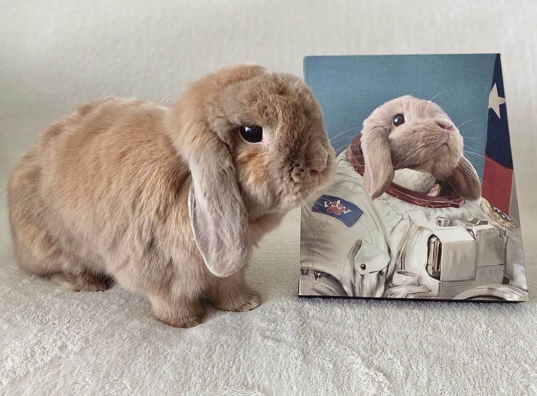 Marbee Moo, Olive & Taffyのインスタグラム：「“The first bunny on the moon” 🐰🚀 Thanks for the portrait @crownandpaw #crownandpaw #ad #petsofinstagram #funny #cute #pet #bunniesofinstagram」