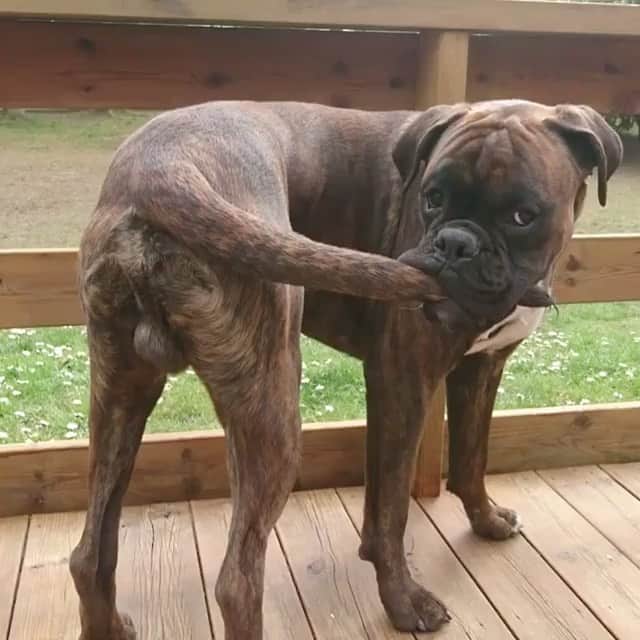 DogsOf Instagramのインスタグラム：「“Yeah I got it! Hmmm...now what?” 😂 😂 😂 writes @boxer.rex  #dogsofinstagram」