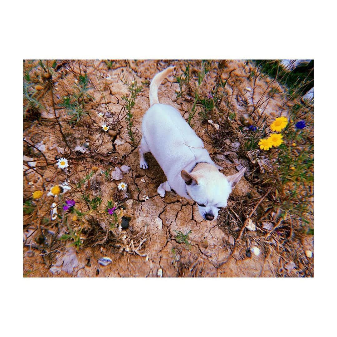 佐藤佳菜子さんのインスタグラム写真 - (佐藤佳菜子Instagram)「こんなに 干からびているのに 花が満開ってこと あるのかな。  #きょうの散歩」5月13日 5時15分 - kanakosato1019