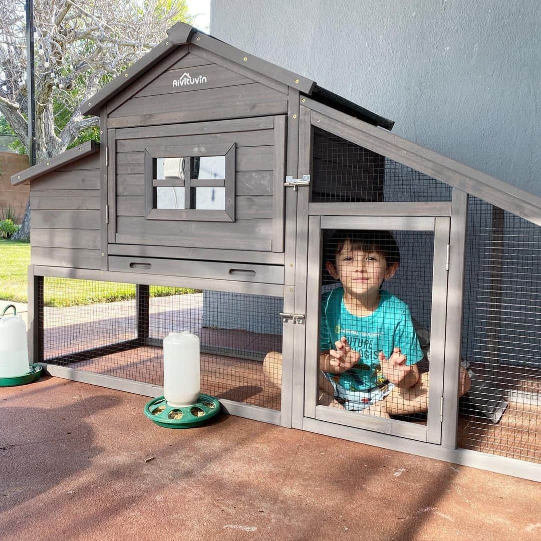 フリーディアのインスタグラム：「Just testing out the #chickencoop 👍🏼 How do I train the ladies to go upstairs?? Is there a trick?? #trainingachicken #chicken #hen #chickencoopsofinstagram  ニワトリの小屋ができました。 でもどうやって上に上がれる事を教えるのかな？？ #鶏　#鶏小屋　#鶏小屋作り」