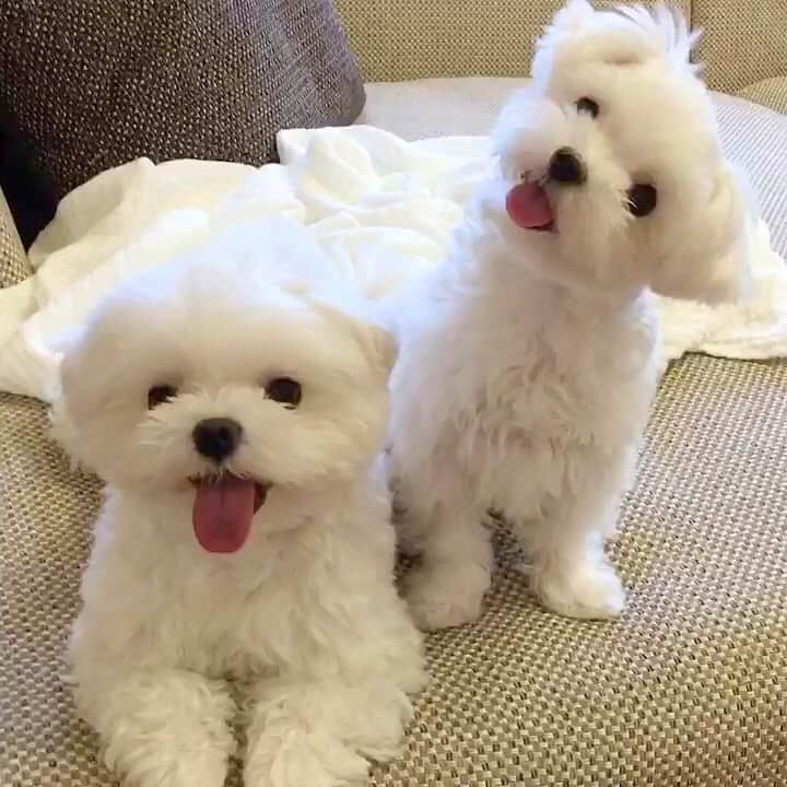 マルチーズ兄妹♡おかゆとおもちのインスタグラム：「…🐶💕🐶 I hope everyone can smile😊 . この写真でみんなが笑顔になれたらいいのにな😊 . .  #笑顔 #smile😊 . . . #9gag #9gagcute #maltese #malteseofinstagram #happydog #dogsmile #doglove #doglover #dogstagram #instadog #lovedogs #ilovemydog #cutedog #dogoftheday #instapet #말티즈 #fluffypack . #okayusan #マルチーズ #犬バカ部  #わんこ  #エブリドッグ  #pecotv #pecodogs #鼻ぺちゃ #マルチーズ兄妹 . .」