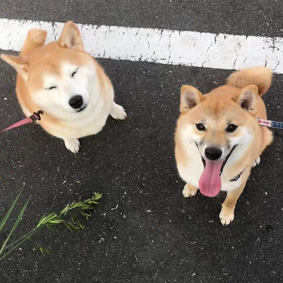 柴犬のモモさんのインスタグラム写真 - (柴犬のモモInstagram)「おはようございます。お友達ワンコのあずきちゃん。人好き犬好き愛嬌たっぷり元気いっぱいの1歳です。この角度だと同じぐらいの大きさに見えますが、実際は体重モモさんの半分です #いぬ #イヌ #犬 #柴犬 #赤柴 #日本犬 #犬バカ部 #ふわもこ部 #いぬら部 #癒しわんこ #柴犬マニア #犬のいる暮らし #口角キュキュッと部 #shiba #shibainu #shibadog #dogstagram #dogsofinstagram #shibastagram #shibasofinstagram #shibamania #inu #instadog #toyota_dog」5月13日 8時21分 - shi_ba_i_nu_momo