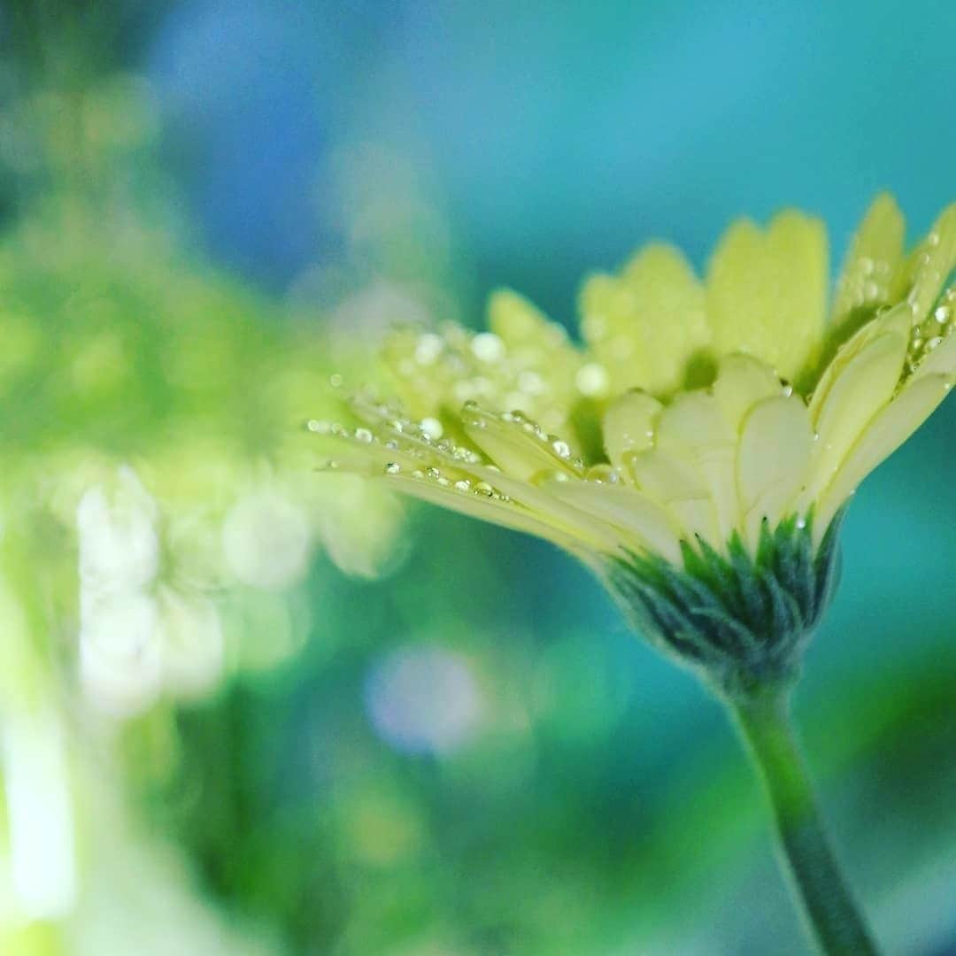 花の写真館のインスタグラム：「Photo by @flower201603.⠀ https://instagram.com/flower201603/⠀ .⠀ Original Post[投稿いただいたURL]⠀ https://www.instagram.com/p/BzS5YGsg7TE/⠀ .⠀ 本アカウントは、 #私の花の写真 をつけてInstagramに投稿された皆さまの花の写真や、「花の写真館」Facebookページで投稿された花の写真を紹介します。⠀ 「花の写真館」Facebookページは、「 @floral.photograph 」のプロフィールにあるURLからご覧ください。⠀ .⠀ ※日本政府により緊急事態宣言が発令されました。 皆様、政府、自治体など公的機関の指示に従った行動をお願いします。⠀ 東京カメラ部および分室では、写真を「見る楽しみ」を提供することを通して、微力ながら皆様にわずかな時間でも癒しをお届けしたいと思っております。⠀ ※本アカウントは東京カメラ部がFacebook、Instagramのサービスを利用して運営しているもので、Facebook社・Instagramとは一切関係ありません。⠀ .⠀ #花の写真館 #floralphotograph #floralphoto #flower #flowers⠀ Follow: @floral.photograph」