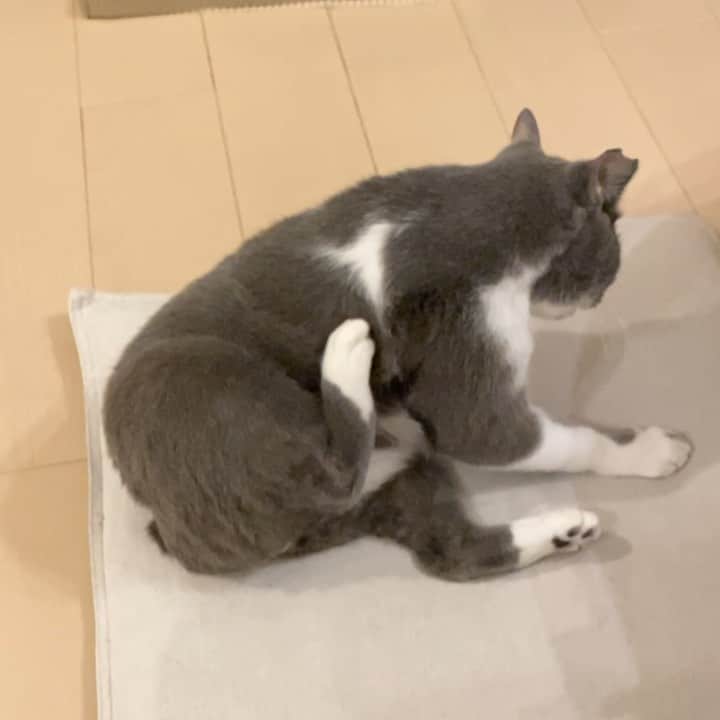 くまお父のインスタグラム：「親方のセルフポリポリスイッチ （スローVer.） #ポリポリスイッチ  #ilovecat」