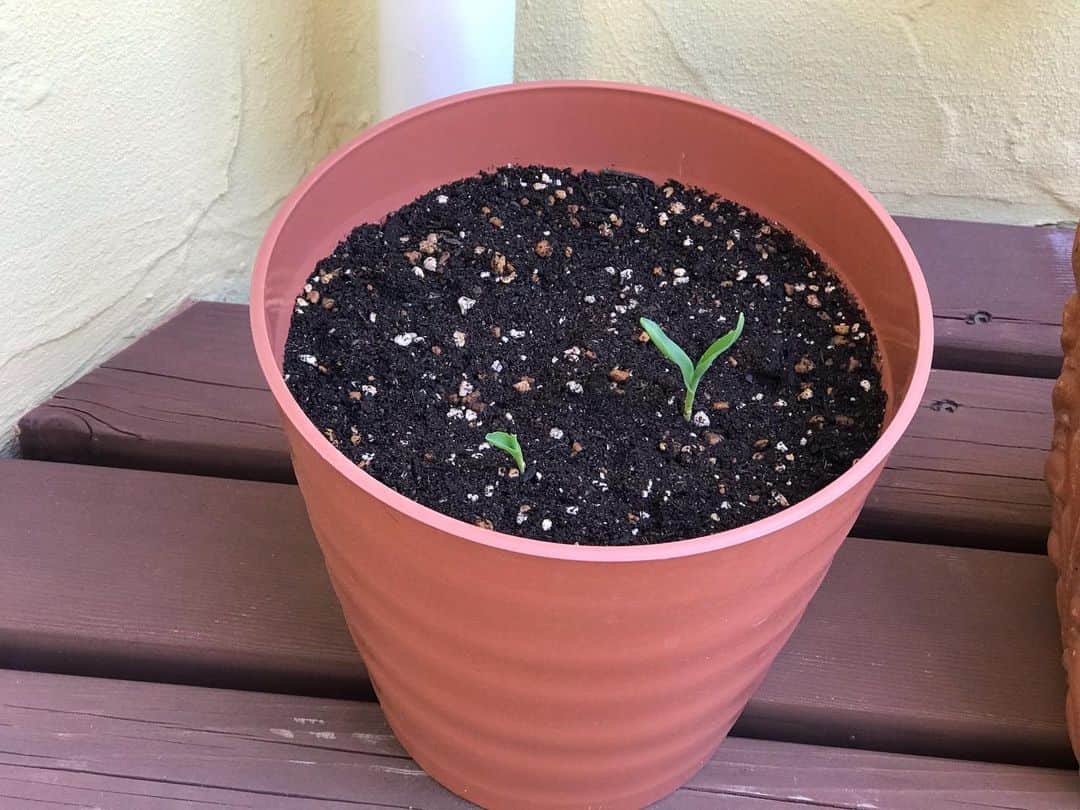 神野美伽さんのインスタグラム写真 - (神野美伽Instagram)「甥が先日ウチにやってきて、〈トマト〉と〈とうもろこし〉の種を鉢に撒いて帰りました。  ここ数日の暖かさで、その種が見事に発芽❗️ ときどき様子を見に来て、とても喜んでいた甥ですが.... なんと、なんと❗️ 昨日、ハナちゃんがその柔らかい新芽を 食べちゃったのですぅぅぅ‼️ 悲しむこと違いないと思い、 慌ててお店に苗を探しに行きましたッ❗️ ところが、 〈とうもろこし〉の苗は売っておらず、 やっと見つけたのが〈トマト〉の苗。  一応、プランターに植え付けてみましたが.... ウチの甥は、この異常に早く成長した〈トマト〉のことを、どう思うか・し・ら（笑）  #とうもろこし栽培　#トマト栽培  #発芽　#トマトの苗　#食べちゃった　#甥」5月13日 17時57分 - mika_shinno_japan