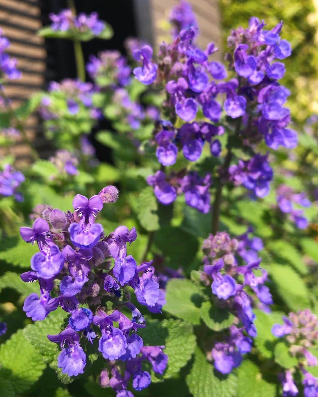 中山美香さんのインスタグラム写真 - (中山美香Instagram)「2020.5.13 . . #花 #flower #fleur  #☺︎ #purple #tbt #purpleflowers」5月13日 18時03分 - mika5nakayama