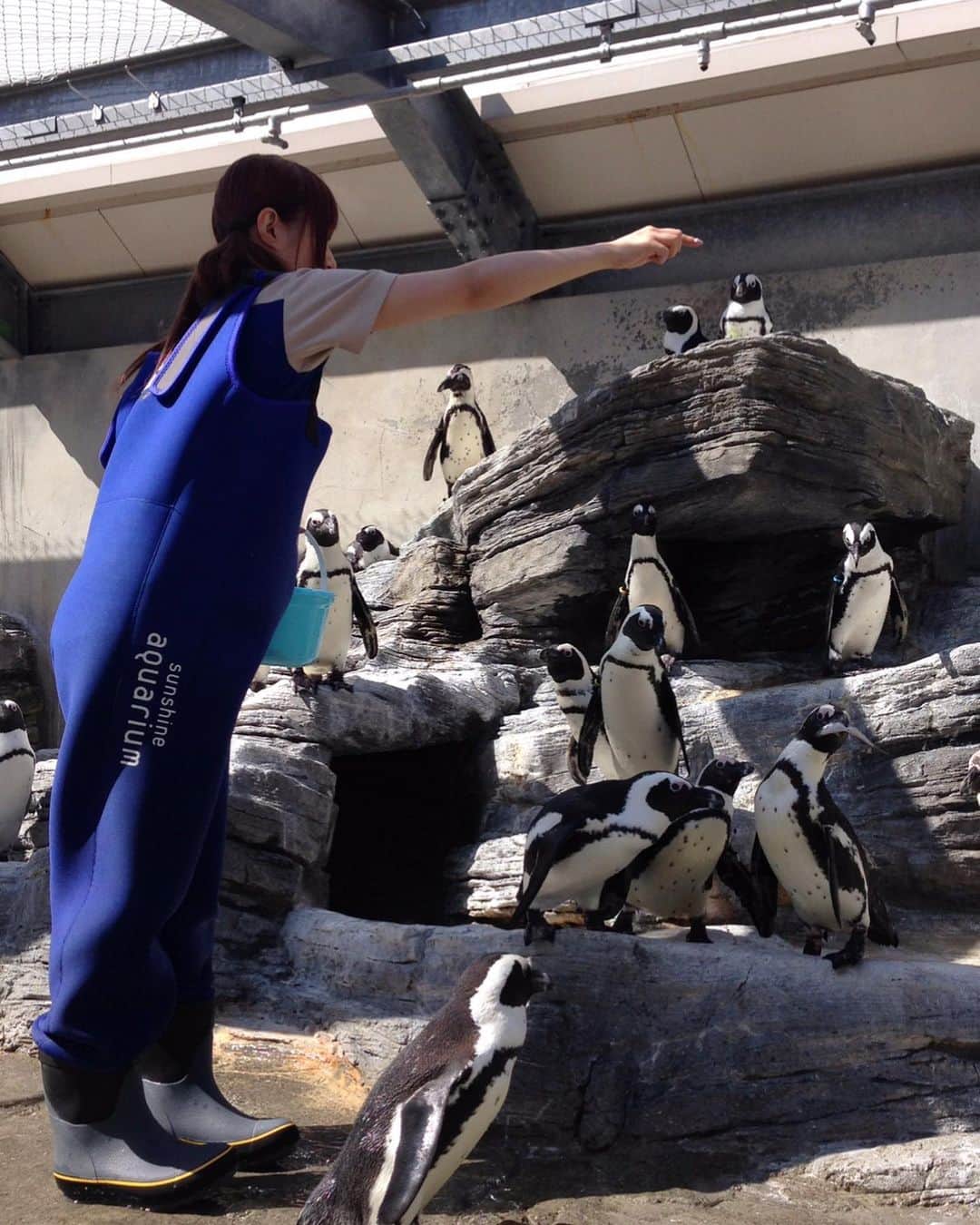 成瀬心美さんのインスタグラム写真 - (成瀬心美Instagram)「🐧 . . 成瀬さんの 職業体験 〜サンシャイン水族館で 働いてみた編〜 . . こちらもコラムのお仕事で 体験させていただいた 1日水族館で勤務の日✨ . . ペンギン達に餌をあげたり お掃除したり アシカさんと触れ合ったり . お魚達のご飯を作ったり ショーを見せてもらったり おっきな水槽の中をみたり！ . . 本当に貴重で素敵な体験を させていただけました！ . でも今でも覚えているのは スタッフさん達の 生き物達への想い。 . それは何より 職業体験をする上で 経験してよかったなと思えるほど 素敵な想いを沢山 聴けました☺️ . . 沢山の愛で溢れている中 すくすくと生き続ける 小さな命達は 沢山の元気を与えてくれました✨ . . 色々と落ち着いたら またみんなに会いに行きたいな なんて思いました。 . . 水族館大好きだから 本当に楽しかったです🎶 . . #sunshine #aquarium #サンシャイン水族館 #なつかしのここさんシリーズ」5月13日 18時24分 - coco3ndazo