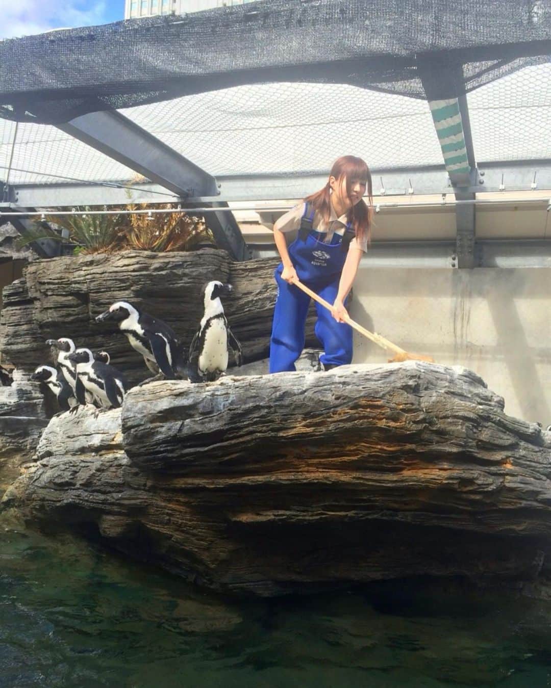 成瀬心美さんのインスタグラム写真 - (成瀬心美Instagram)「🐧 . . 成瀬さんの 職業体験 〜サンシャイン水族館で 働いてみた編〜 . . こちらもコラムのお仕事で 体験させていただいた 1日水族館で勤務の日✨ . . ペンギン達に餌をあげたり お掃除したり アシカさんと触れ合ったり . お魚達のご飯を作ったり ショーを見せてもらったり おっきな水槽の中をみたり！ . . 本当に貴重で素敵な体験を させていただけました！ . でも今でも覚えているのは スタッフさん達の 生き物達への想い。 . それは何より 職業体験をする上で 経験してよかったなと思えるほど 素敵な想いを沢山 聴けました☺️ . . 沢山の愛で溢れている中 すくすくと生き続ける 小さな命達は 沢山の元気を与えてくれました✨ . . 色々と落ち着いたら またみんなに会いに行きたいな なんて思いました。 . . 水族館大好きだから 本当に楽しかったです🎶 . . #sunshine #aquarium #サンシャイン水族館 #なつかしのここさんシリーズ」5月13日 18時24分 - coco3ndazo