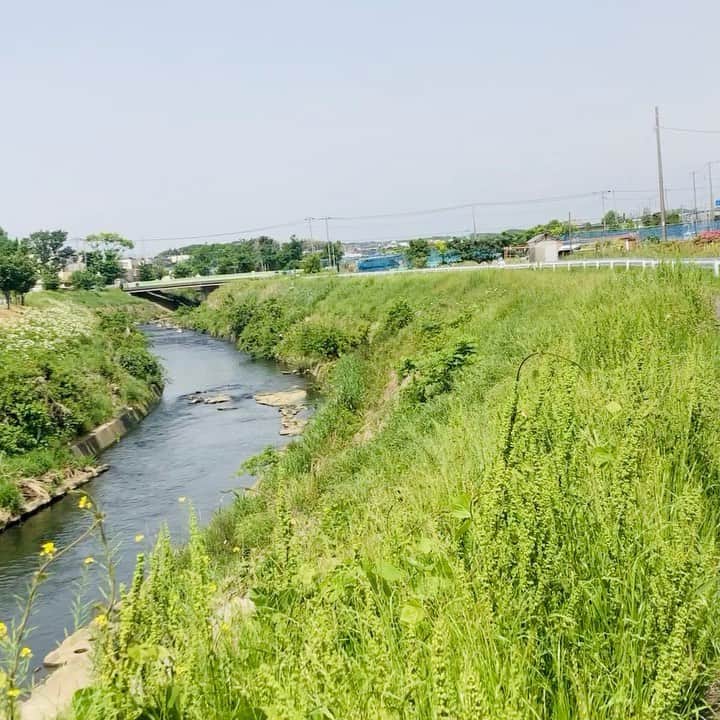 金田久美子のインスタグラム：「今朝もゆるラン♪ #川の音  #ゆるらん  #きもちいい  #暑くなってきた  #joging  #riverside」