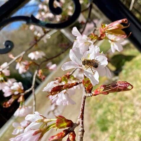わんわんパラダイスさんのインスタグラム写真 - (わんわんパラダイスInstagram)「本日は高山わんわんパラダイスホテルの先週末の様子をお届けします🐶🎶 敷地内の桜が開花し始めました🌸 高山にもゆっくりと春が訪れています！ 満開が待ち遠しいですね😊✨ スタッフ一同、皆様を笑顔でお迎えできる日を心待ちにしております。  #おうちで旅行気分 #おうちでリゾート #わんわんパラダイス #わんこ #犬がいる生活 #おでかけ #犬 #わんこは家族 #わんこカメラ部 #わんこと旅行 #癒し犬 #dogs #犬好きさんと繋がりたい #犬バカバンザイ #わんこと泊まれる宿  #いぬすたぐらむ #ふわもこ部  #モデル犬 #愛犬 #リゾート」5月13日 18時41分 - wanpara_resort