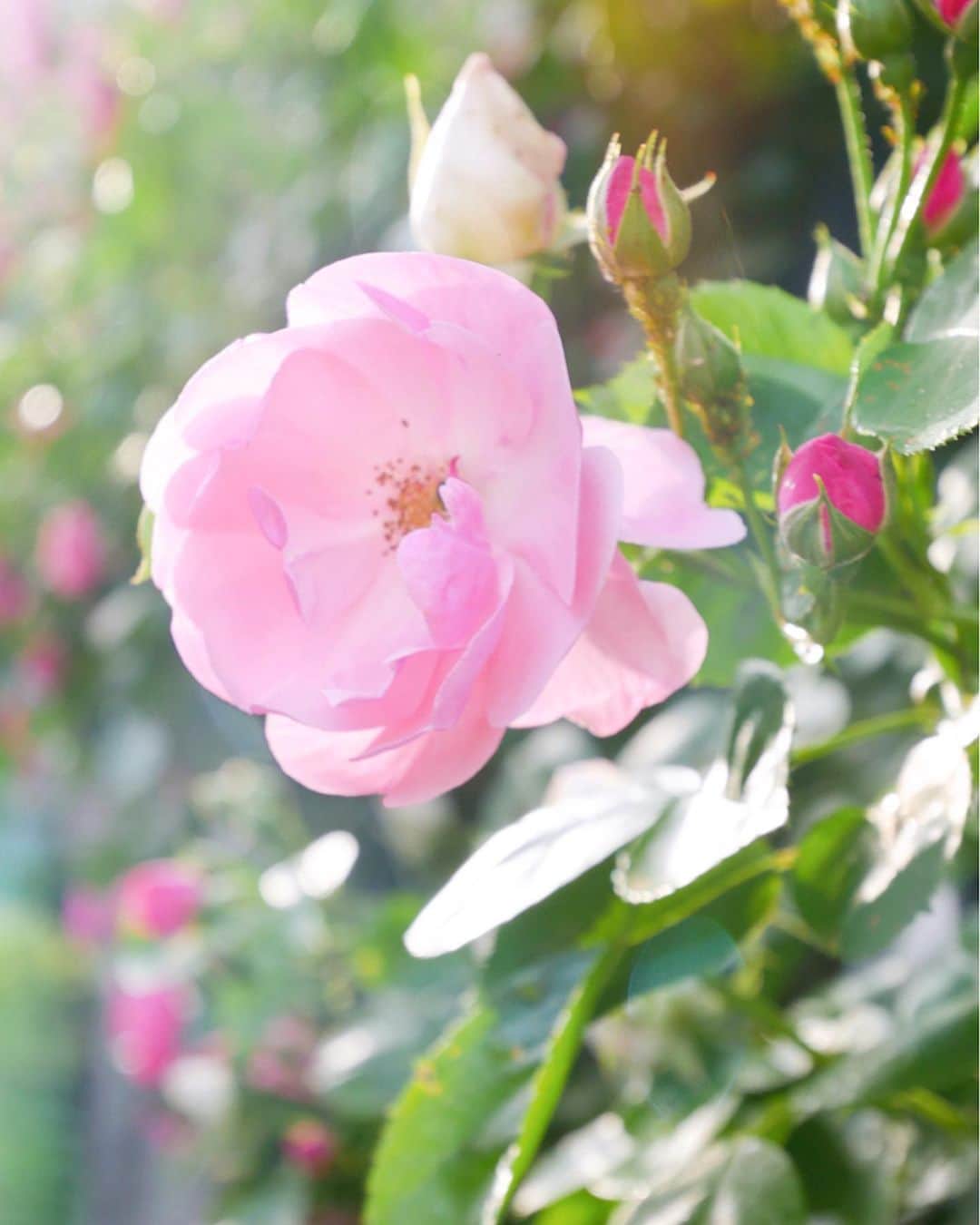 浦野一美さんのインスタグラム写真 - (浦野一美Instagram)「. 薔薇が満開を迎えていて、 お散歩中に癒しを与えてくれます👏🏻 あまりにも素晴らしいので、写真を撮ってきました🌹📸. . 品種をご存知の方は教えて下さい✨  #stayhome #コロナに負けるな #converse#stayathome#flowers #rose#beautiful#癒し #癒しの時間」5月13日 18時55分 - cindy.cinderella