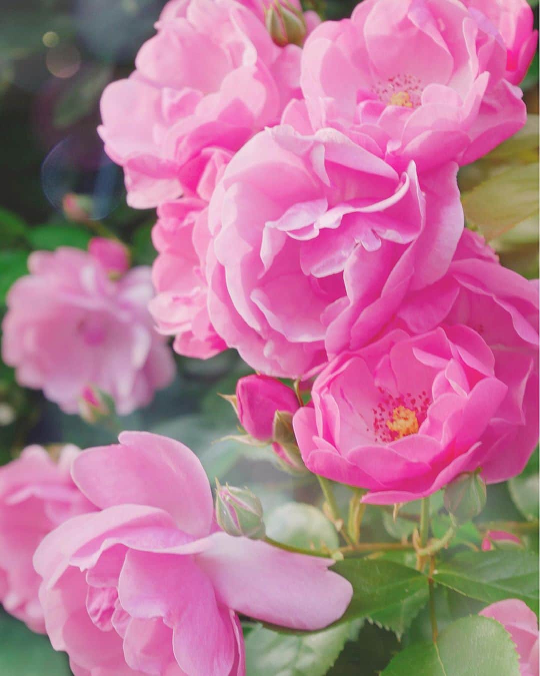 浦野一美さんのインスタグラム写真 - (浦野一美Instagram)「. 薔薇が満開を迎えていて、 お散歩中に癒しを与えてくれます👏🏻 あまりにも素晴らしいので、写真を撮ってきました🌹📸. . 品種をご存知の方は教えて下さい✨  #stayhome #コロナに負けるな #converse#stayathome#flowers #rose#beautiful#癒し #癒しの時間」5月13日 18時55分 - cindy.cinderella