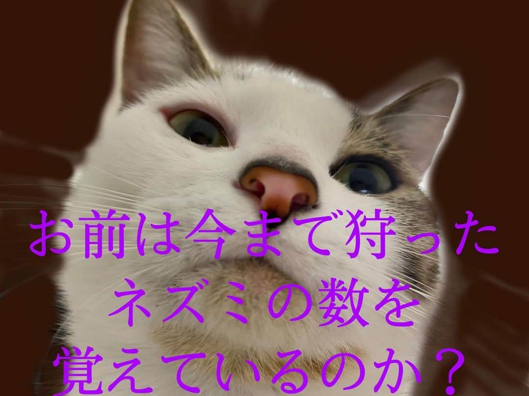 飯窪春菜のインスタグラム：「🐈💭👏🏻 ・ ・ 今回の大喜利で私がお気に入りだったのはこちらの回答でしたあ〜☺️👏🏻 ジョジョネタ！笑 ・ ・ ・ #みーこ  #ジョジョの奇妙な冒険  #大喜利  #ねこすたぐらむ  #猫のいる暮らし  #cat  #catstagram  #はるなの毎日  #飯窪ってる」