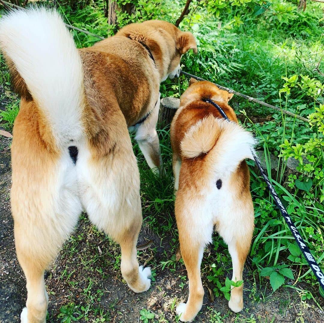 大山加奈さんのインスタグラム写真 - (大山加奈Instagram)「. . ふたりで内緒話🐕🐕 . . 暑いのにくっついて 歩きたがるだいずくんと ちょっと迷惑そうなさぶちゃん笑。 . . #だいず #だいず🐕💓 #豆柴 #豆柴部  #柴犬 #しばいぬ  #犬のいる暮らし#🐶 #🐕#いぬすたぐらむ #ワンスタグラム #しばすたぐらむ #mameshiba#shibainu#shibastagram #柴犬好きさんと繋がりたい #柴犬のいる暮らし #柴犬ライフ#さぶちゃん🐕💓#さぶだいず」5月13日 10時38分 - kanaoyama0619