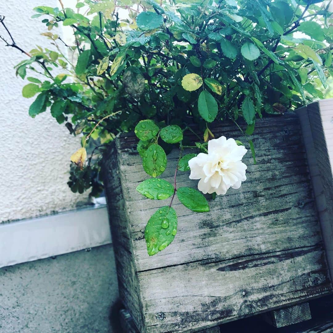 日暮愛葉さんのインスタグラム写真 - (日暮愛葉Instagram)「薔薇！今年も咲いてくれた！ 11年くらいかな？ 毎年ありがとう😊」5月13日 10時57分 - aiha_higurashi