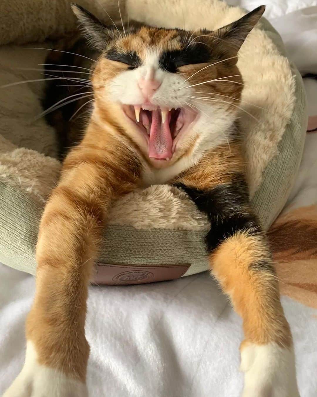 リリーのインスタグラム：「When that zoom meeting could have been an email 😤 . . . . . #lillycrazyeyes #quarantine #stayhome #catsofinstagram #9gag #calico #instacat #meowstagram #meow #meowdel #instacalico #calico  #tuesday #tongueouttuesday #zoommeeting  #zoom」