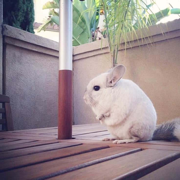 Mr. Bagelさんのインスタグラム写真 - (Mr. BagelInstagram)「How’s everyone doing?! Getting fresh air never felt so good! #stayhome #MrBagel #chinchilla」5月13日 11時24分 - chinnybuddy