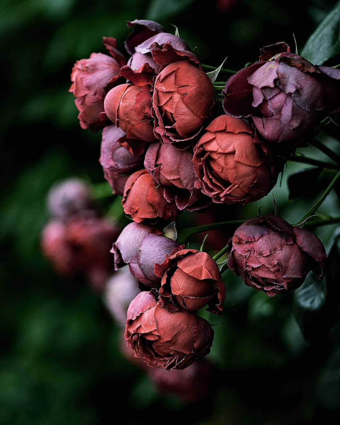 masayaさんのインスタグラム写真 - (masayaInstagram)「English Garden Yokohama 2019 イングリッシュガーデン #横浜 #roses #rose #flowers # バラ #花」5月13日 11時52分 - moonlightice