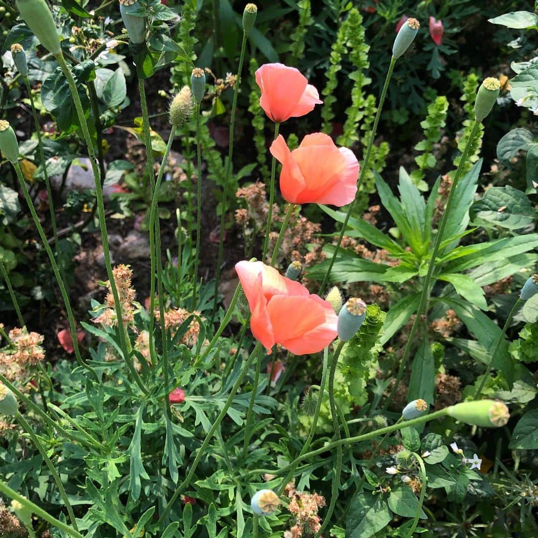 千秋さんのインスタグラム写真 - (千秋Instagram)「小さい頃に好きだったこのサーモンピンクのお花🌼 手を繋いで母と歩いた道端にも咲いていて、この蕾の形も特徴的で覚えていました。  大人になって思い出し、なんであの花の花束は売ってないんだろう、そもそもなんていう名前だろうと思って調べたら「ナガミヒナゲシという外来種で繁殖力が強く、在来種を妨害する大迷惑な雑草」だと知ってがっかりしたことがあります。 儚そうに見えてしぶといらしい。 花も見た目によらないね。  #ナガミヒナゲシ #サーモンピンクの花 #雑草 #外来種 #悪いやつらしい #嫌いにはなれない #今のところまだ好き」5月13日 12時15分 - chiaki77777