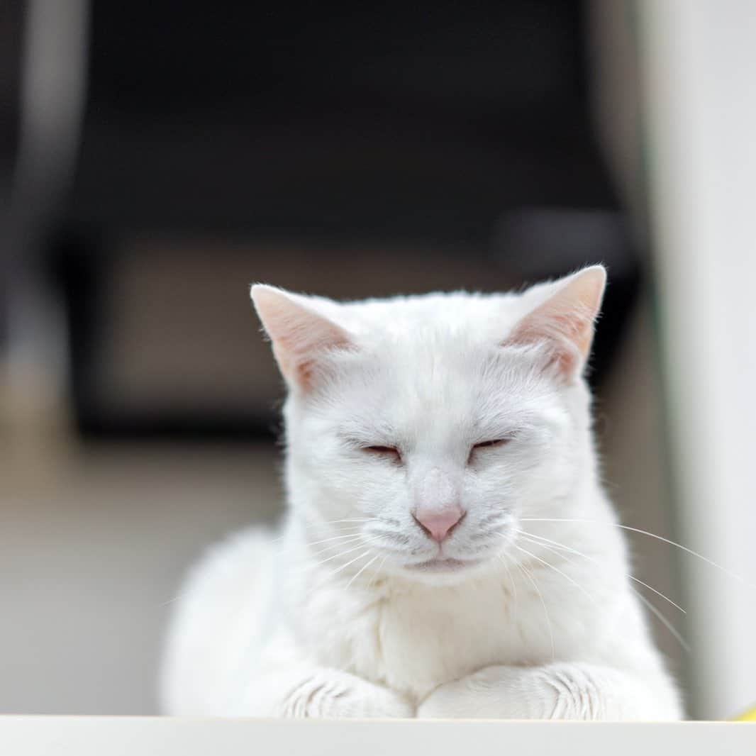 プンクマさんのインスタグラム写真 - (プンクマInstagram)「PCに向かう私の様子を眺めていたと思ったら、寝てしまった猫。 #青彩 #ブルーアイズ #猫 #ねこ #blueeyes #cat #catstagram #catsofinstagram」5月13日 12時45分 - pnkm913