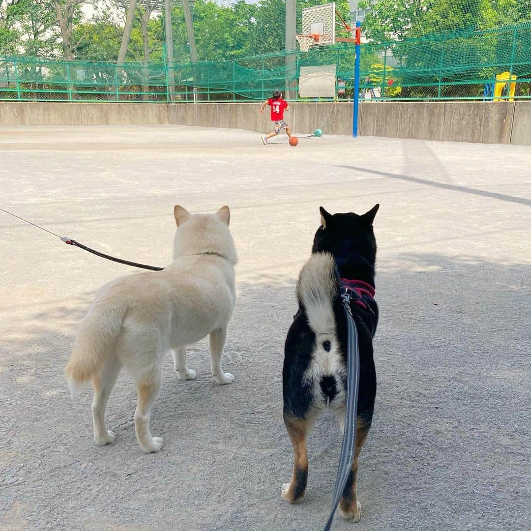vo_coのインスタグラム：「🐕🐾 いつもと違う公園に散歩行ったらあおちゃん @ao20150721 に会えました！ ソーシャルディスタンス！©︎百合子 と思ったけどいつも通りの柴距離なだけだった😂 ずっと誰にも会わない散歩ばかりだったから、久しぶりにお友達に会えて嬉しそうなこたつでした * #柴犬的距離感  #shibastagram #instashiba #shiba #shibainu #黒柴 #柴犬」