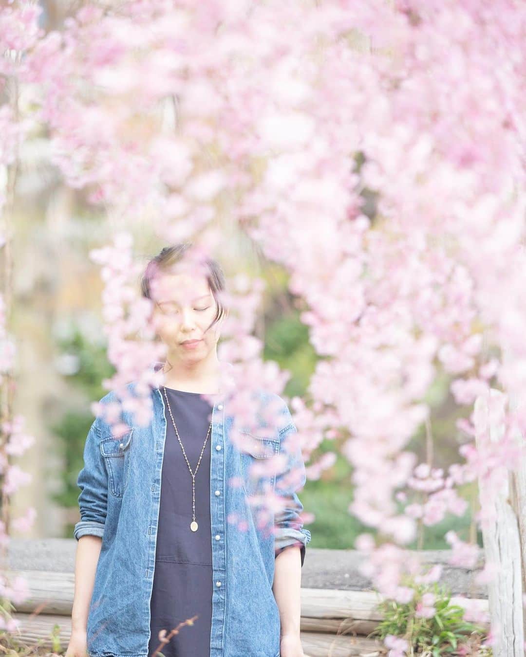 くーまんさんのインスタグラム写真 - (くーまんInstagram)「桜カーテン🌸  2019.春 location.niigata」5月13日 13時01分 - ku__man