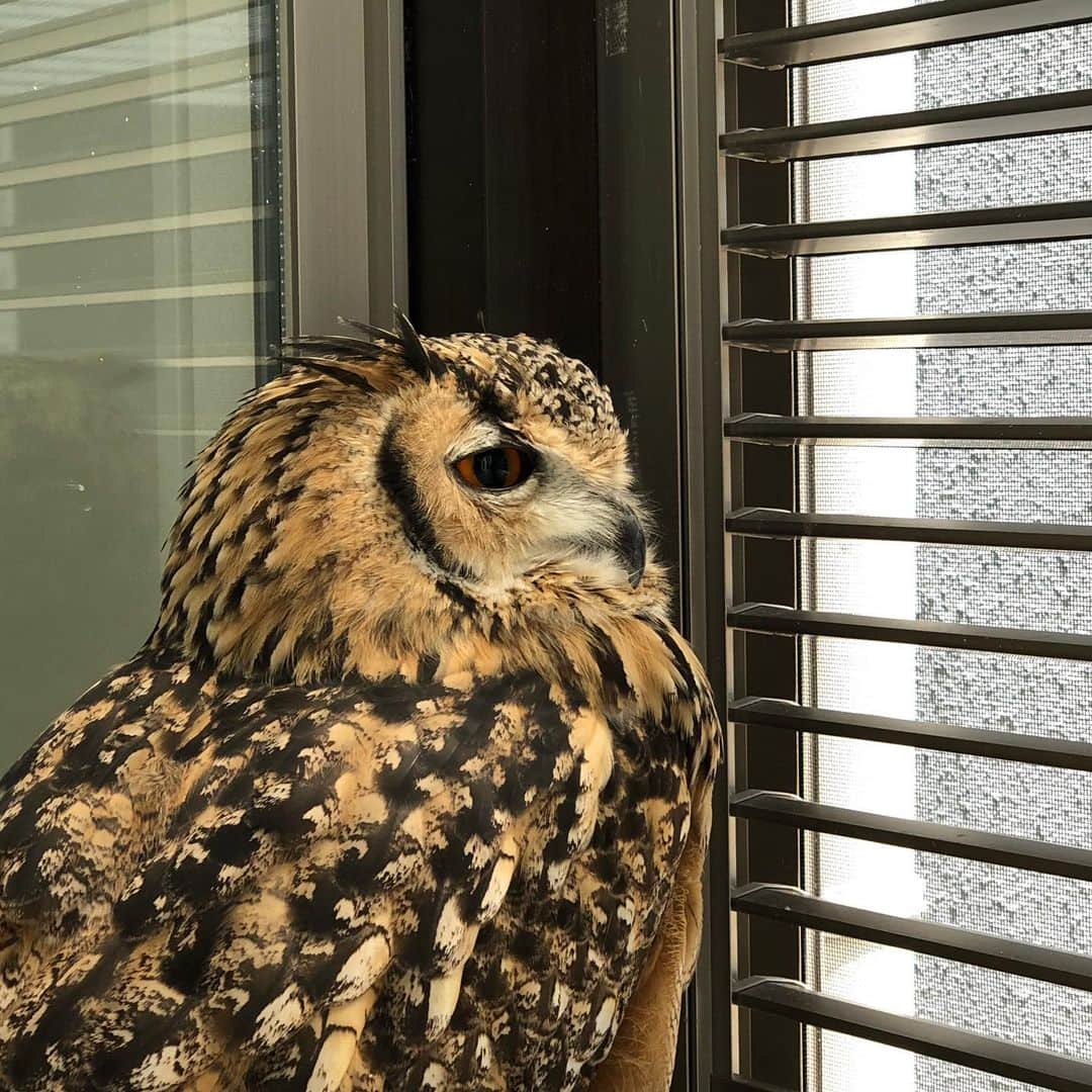 GEN3 Owlのインスタグラム：「不審者がいないか監視中🚨 Monitoring for strangers. #owl #owlgaru」