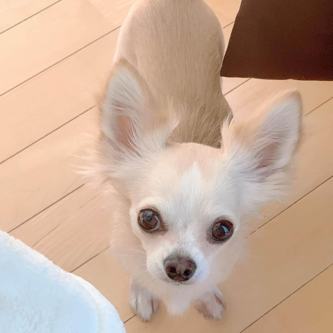 堀尾実咲のインスタグラム：「クーラーかけて🐰 ついでにおやつもちょおだい🐰🍼のお顔♡  ワンちゃんお家にいる方は涼しいお部屋にしてあげてね🏠♡」