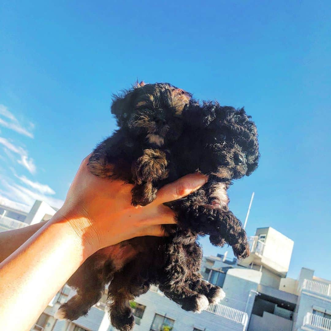 Pileさんのインスタグラム写真 - (PileInstagram)「. Hi!!!Babies!!!!!! #pappy #poodle #pomeranian #mix犬」5月13日 13時09分 - pi_channnn52