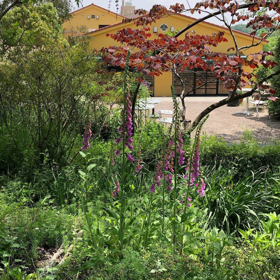 生活の木 メディカルハーブガーデン薬香草園【公式】さんのインスタグラム写真 - (生活の木 メディカルハーブガーデン薬香草園【公式】Instagram)「【薬香草園は現在臨時休業中です】  こんにちは 今日は朝から暑くなりましたね。 晴れているのに空は白くもやがかかっているようでした。 これが黄砂なのでしょうか？  今日もすこしですがガーデンをご案内しますね。1週間経ち、さらに季節が夏に向けて進みました。  レストランの前の矢車草が咲いています。黒に近い紫の花も咲いています。  ニゲラの蕾が上がってきました。 真上から見てみると葉の中に浮いているみたいですね。  ダマスクローズの蕾が次々と色づいていました。冬の間のお手入れの成果か、植えてから今年がいちばん蕾の数が多いようです。  ストエカスラベンダーのアボンビュー花盛り。  アーチのバラも咲き始めました。 ラレーヌビクトリアです。  ジギタリス、別名フォックスグローブが咲いていました！  トンネルの入り口でバナナのような香りに足を止めるとカラタネオガタマが咲いていました。  ぱっと見て目立つ花ではないので、香りでいつも開花に気がつきます。  トンネルのロサムリガニーの蕾がいっぱい。  最後の写真のつぶつぶはちょっと虫のようにも見えますが、マルベリー。そう！桑の実です。  #生活の木 #薬香草園  #ハーブ #ハーブある暮らし  #矢車草#ヤグルマソウ #ダマスクローズ #ニゲラ #クロタネソウ#loveinamist  #ジギタリス  #フォックスグローブ  #カラタネオガタマ  #ロサムリガニー #マルベリー#くわ#桑 #ウェルネス#ウェルビーイング」5月13日 13時32分 - treeoflife_garden