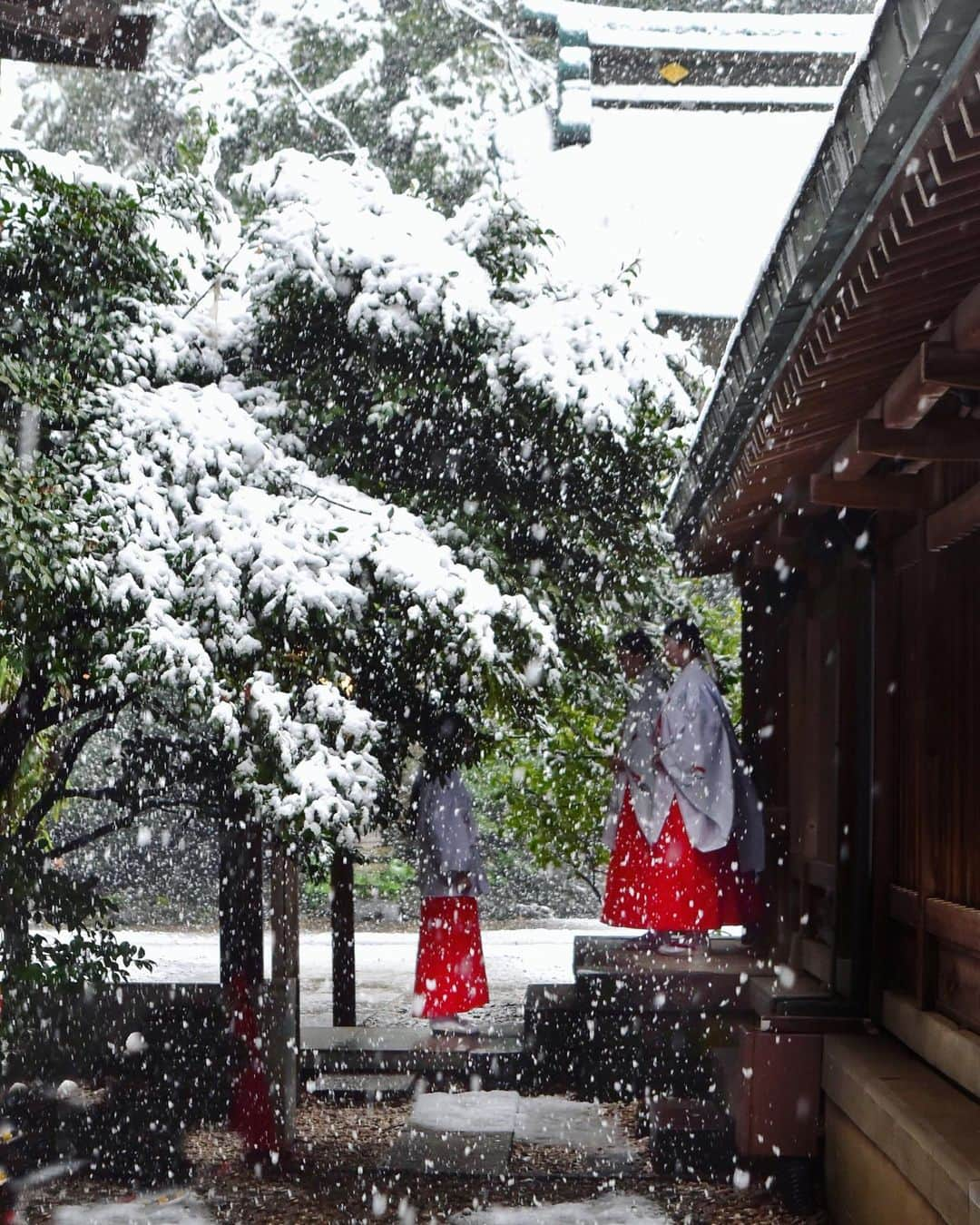 川越氷川神社さんのインスタグラム写真 - (川越氷川神社Instagram)「#川越氷川神社﻿ ﻿ 川越は今日も七月なみの暑さ﻿… ﻿ #令和2年3月29日﻿ #春の雪﻿ #川越﻿ #kawagoe﻿ #気持ちだけでも涼しく ﻿」5月13日 13時36分 - kawagoe_hikawa