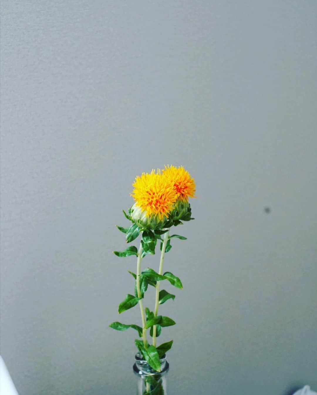 奇妙礼太郎さんのインスタグラム写真 - (奇妙礼太郎Instagram)「#supermarketflowers  #紅花  #safflower  #a7iii  #flektogon35mmf24」5月13日 13時41分 - reitaro_strange